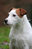 PARSON RUSSEL TERRIER 274